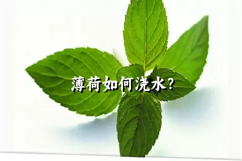 薄荷如何浇水？