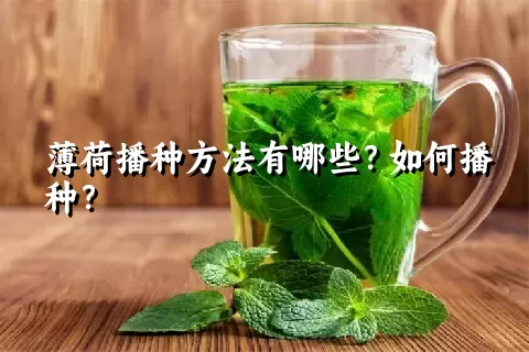 薄荷播种方法有哪些？如何播种？