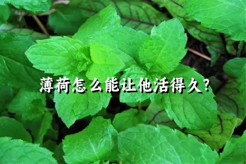 薄荷怎么能让他活得久？