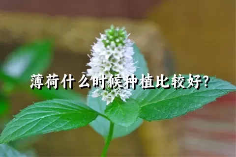 薄荷什么时候种植比较好？