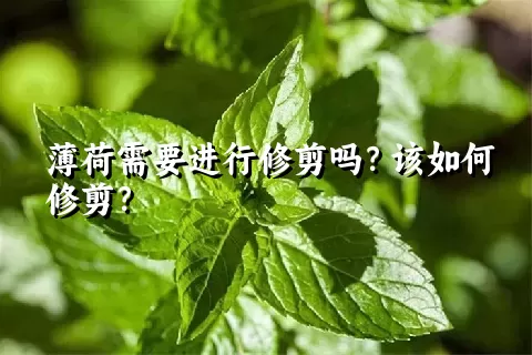 薄荷需要进行修剪吗？该如何修剪？