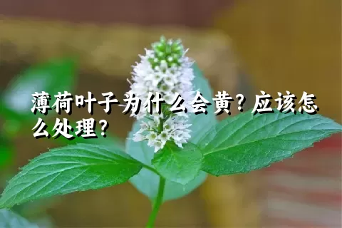 薄荷叶子为什么会黄？应该怎么处理？