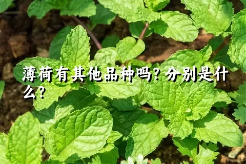 薄荷有其他品种吗？分别是什么？