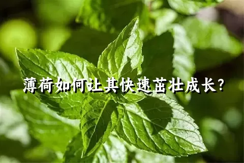 薄荷如何让其快速茁壮成长？