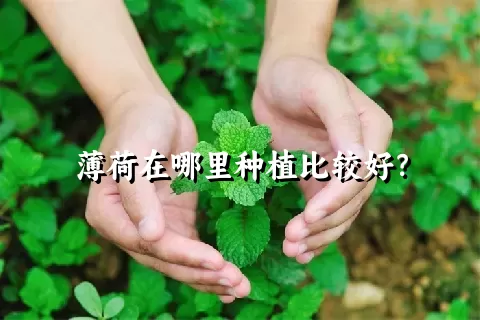 薄荷在哪里种植比较好？