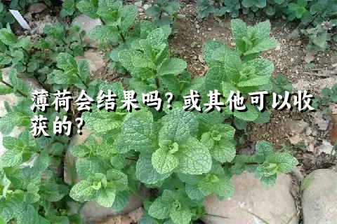 薄荷会结果吗？或其他可以收获的？