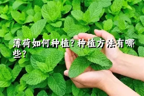 薄荷如何种植？种植方法有哪些？