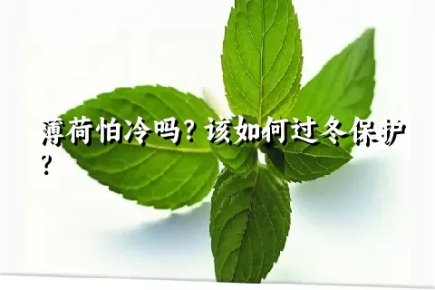 薄荷怕冷吗？该如何过冬保护？