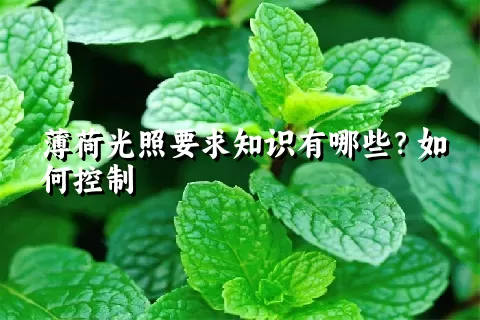 薄荷光照要求知识有哪些？如何控制