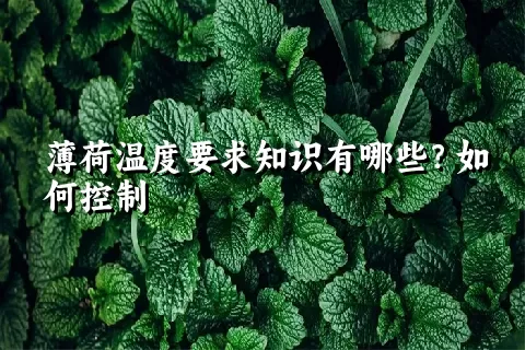 薄荷温度要求知识有哪些？如何控制