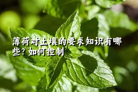 薄荷对土壤的要求知识有哪些？如何控制