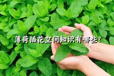 薄荷插花空间知识有哪些？