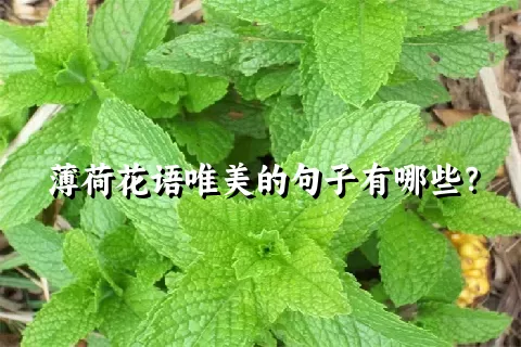 薄荷花语唯美的句子有哪些？