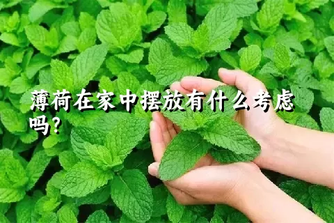 薄荷在家中摆放有什么考虑吗？