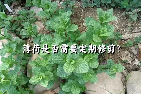 薄荷是否需要定期修剪？