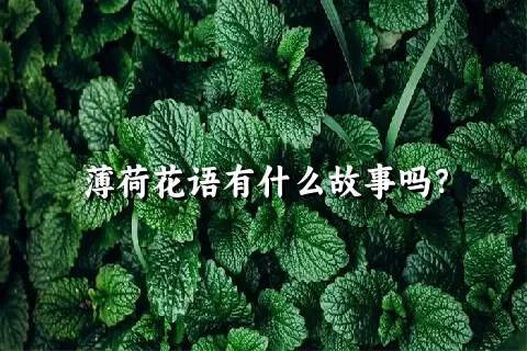 薄荷花语有什么故事吗？