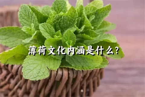 薄荷文化内涵是什么？