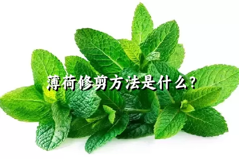 薄荷修剪方法是什么？