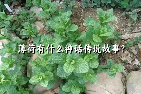 薄荷有什么神话传说故事？