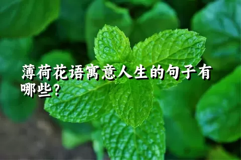 薄荷花语寓意人生的句子有哪些？