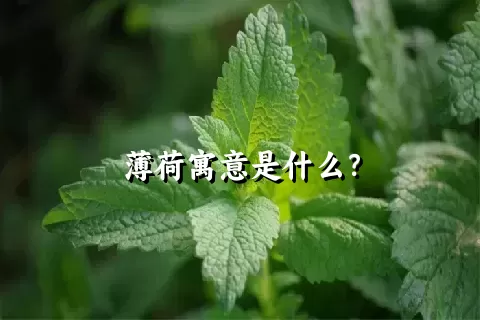 薄荷寓意是什么？