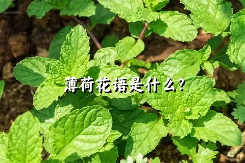 薄荷花语是什么？