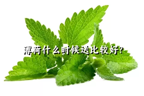 薄荷什么时候送比较好？