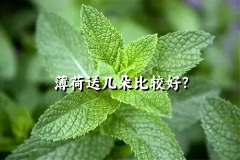 薄荷送几朵比较好？