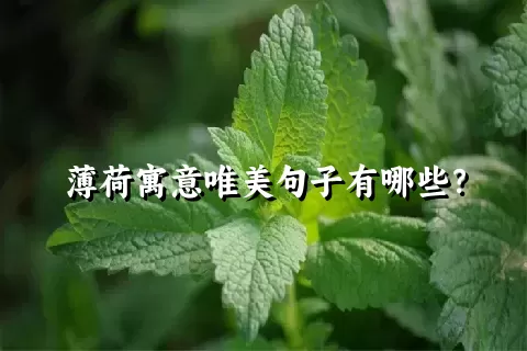 薄荷寓意唯美句子有哪些？