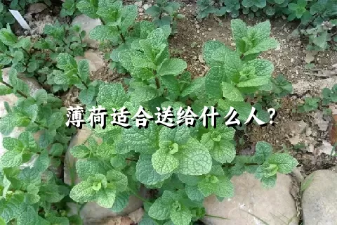 薄荷适合送给什么人？