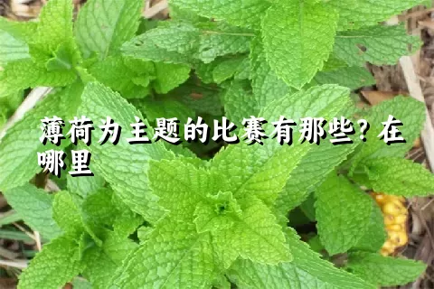 薄荷为主题的比赛有那些？在哪里