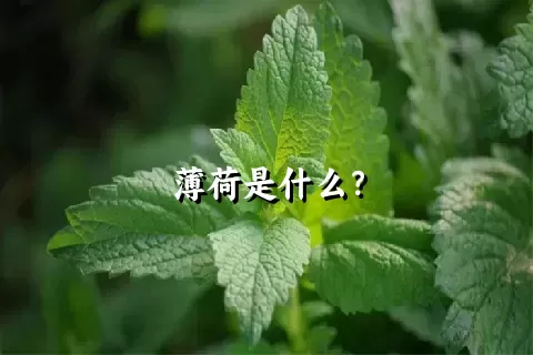 薄荷是什么？