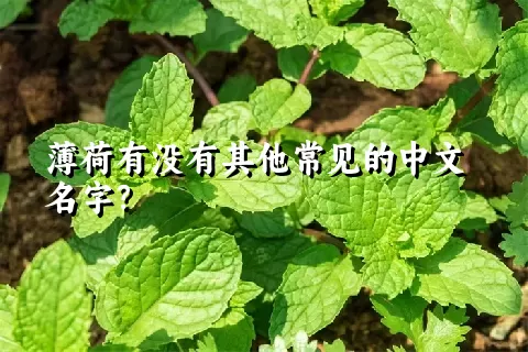 薄荷有没有其他常见的中文名字？