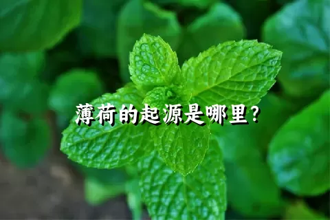 薄荷的起源是哪里？