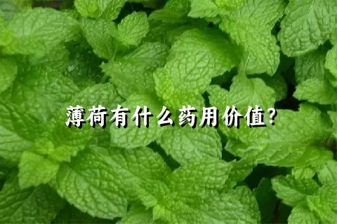 薄荷有什么药用价值？