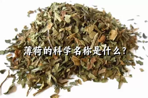 薄荷的科学名称是什么？