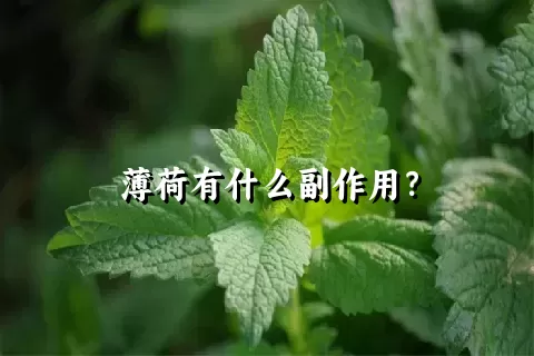 薄荷有什么副作用？