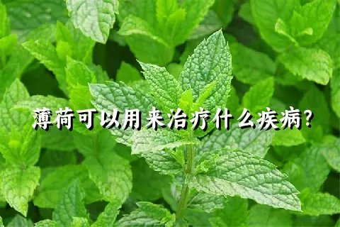 薄荷可以用来治疗什么疾病？