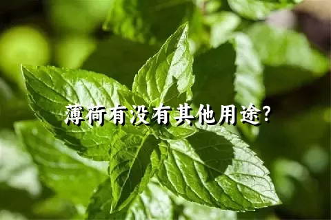 薄荷有没有其他用途？