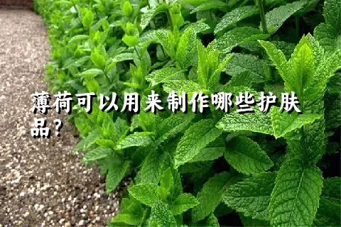 薄荷可以用来制作哪些护肤品？