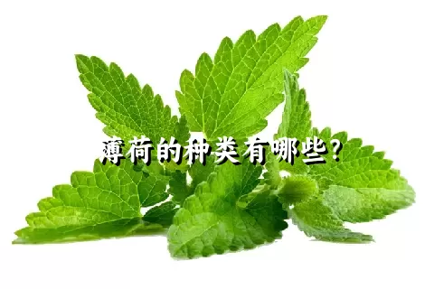 薄荷的种类有哪些？