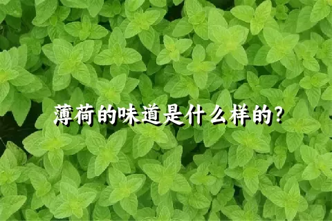 薄荷的味道是什么样的？