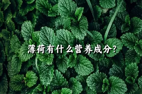 薄荷有什么营养成分？