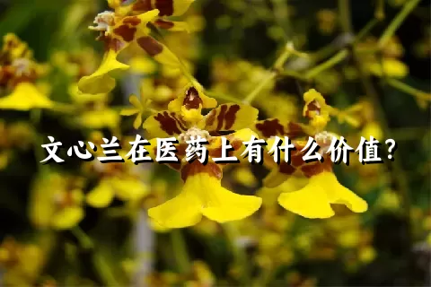 文心兰在医药上有什么价值？