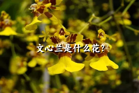 文心兰是什么花？