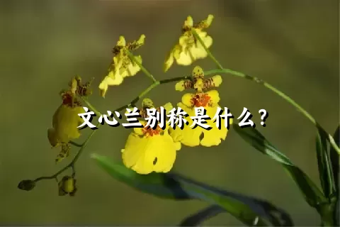 文心兰别称是什么？