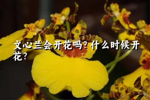 文心兰会开花吗？什么时候开花？