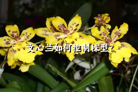 文心兰如何控制株型？