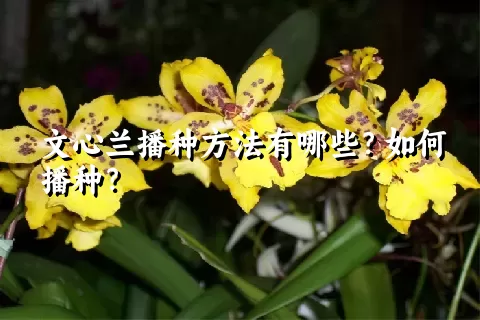 文心兰播种方法有哪些？如何播种？