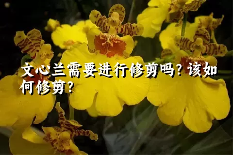 文心兰需要进行修剪吗？该如何修剪？